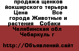 продажа щенков йокширского терьера › Цена ­ 25 000 - Все города Животные и растения » Собаки   . Челябинская обл.,Чебаркуль г.